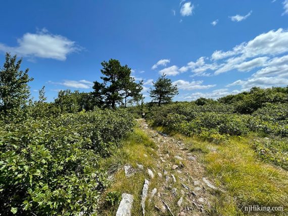 Rocky trail with two tall trees flanking it.