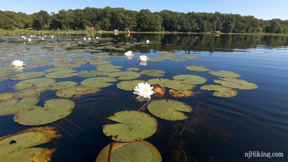 Lily pads with a kayaker and a tree covered hill in the distance