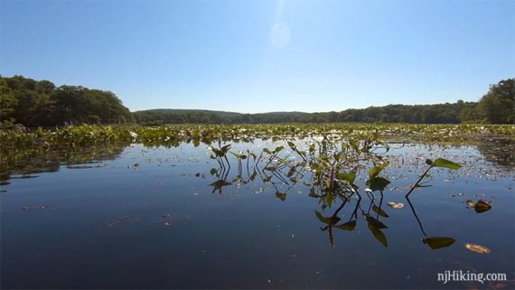 Forested mountains beyond a lake with aquatic vegetation