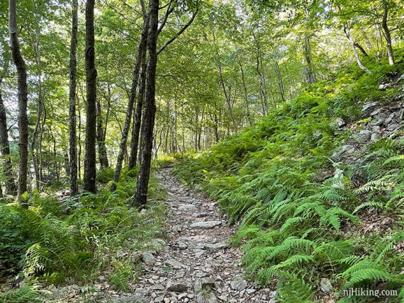 Ferns lining the sides of a rocky trail.