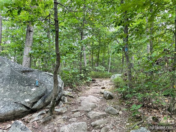 Blue rectangle with black dot marker on a rock and tree