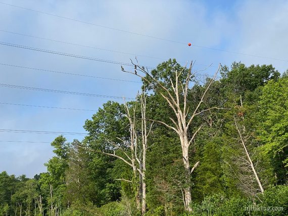 Cormorants in a tree above a lake