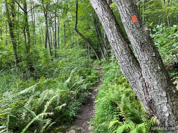 Ferns on either side of a trail