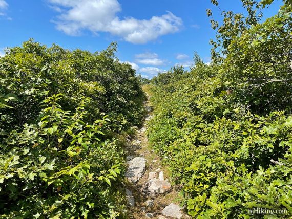 Narrow trail with foliage on both sides.