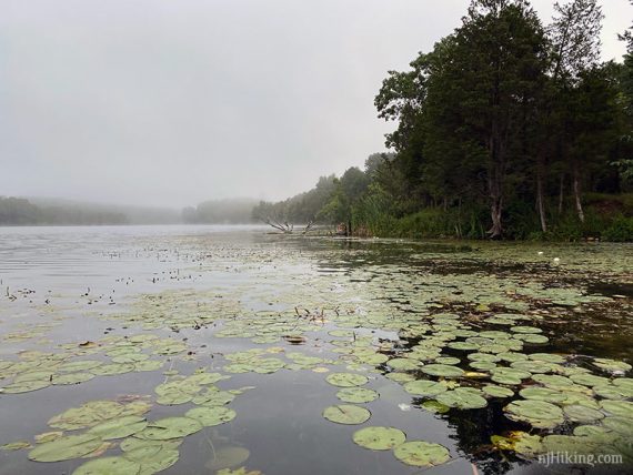 Lily pads on a foggy lake