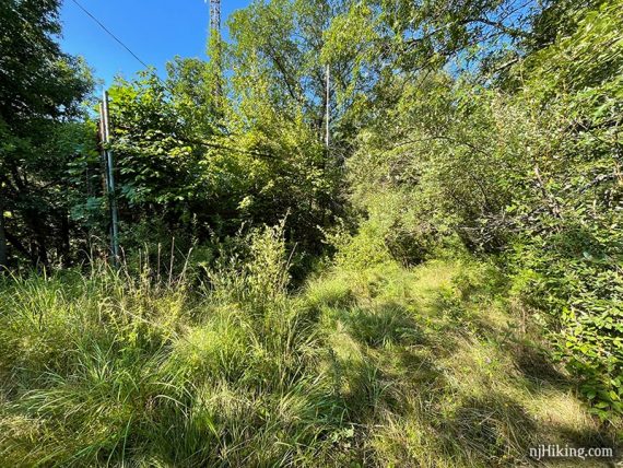 Overgrown vegetation obscuring a trail.