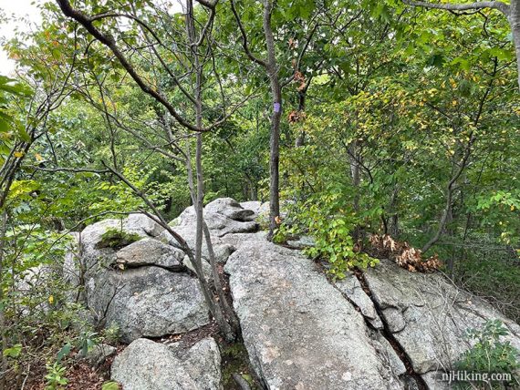 Purple trail marker on a tree in a rock slab