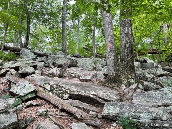 Orange trail markers on a rocky trail