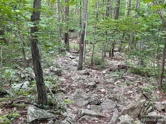 Rocky trail with orange marker on a tree