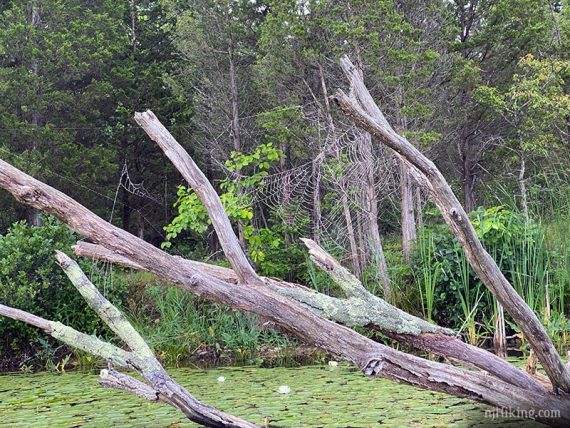 Large spider web in fallen tree in a lake