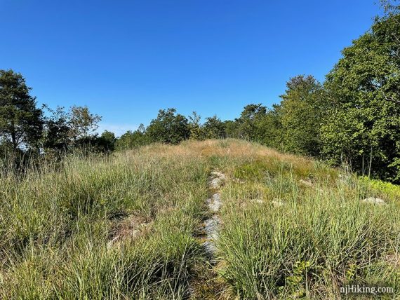 Narrow trail with grass.