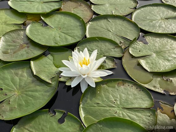 White flower on lily pads