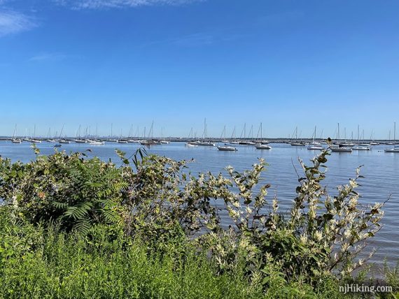 Many boats anchored in a bay with tall green grass in the foreground