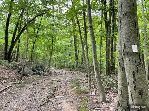 White blaze on a tree near a trail