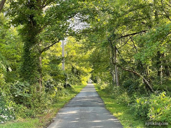 Paved rail trail with shady trees on either side