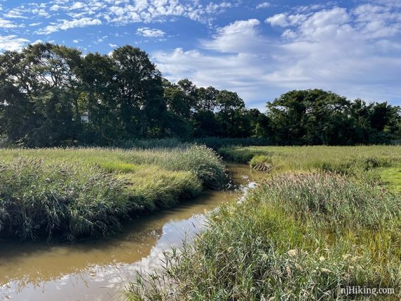 Marsh with a stream in the center and trees in the distance