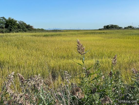 Grassy marsh with the New York skyline in the distance