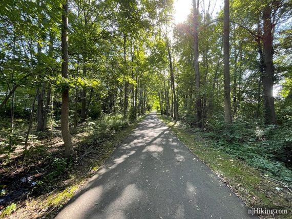 Paved rail trail surrounded by tall trees