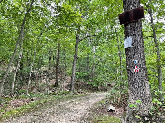 Three red blazes on a tree along a wide woods road