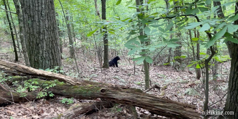 Bear sitting in the forest