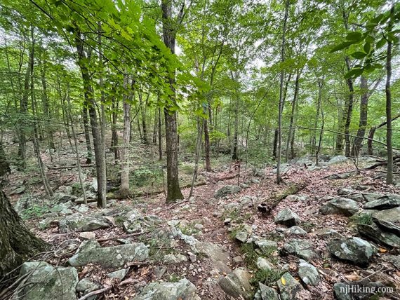 Very rocky trail in a forest