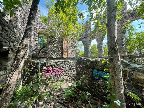Trees growing in the castle interior