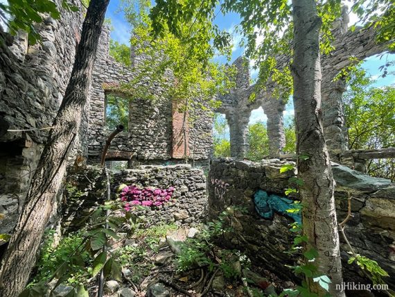 Trees growing in the castle interior