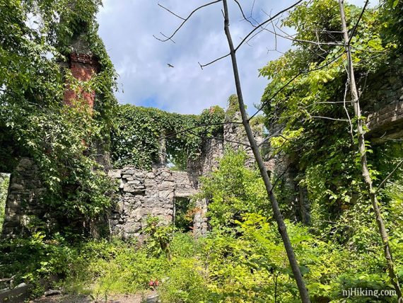 Vegetation covering the stone walls of the castle