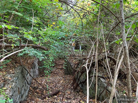 House and foundation being overgrown by trees