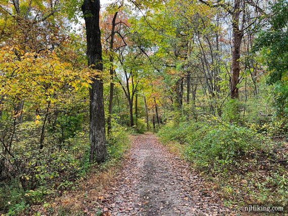 Flat wide dirt path surrounded by trees