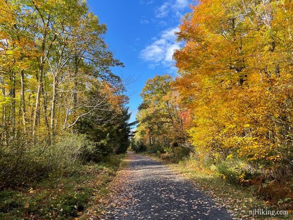 Awosting carriage trail with bright yellow foliage