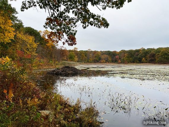 Beaver lodge at pond and surrounded with colorful foliage