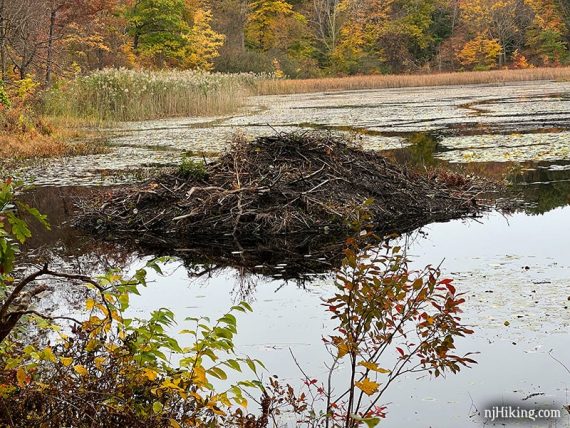 Close up of beaver lodge on a pond