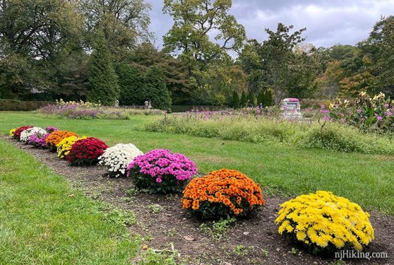 Row of colorful mums