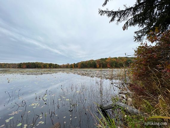 Fall foliage on trees across a pond