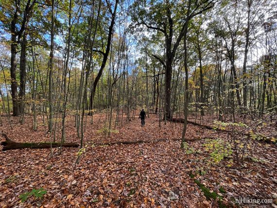 Hiker on a path in an open forest