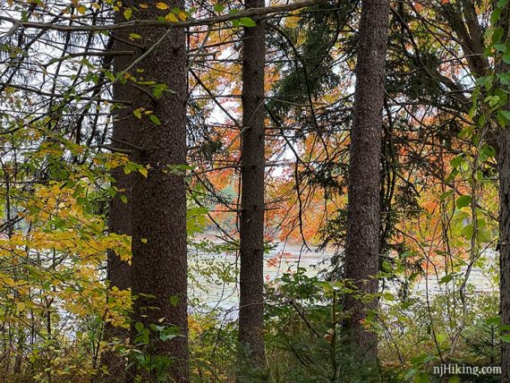 A pond seen beyond large tree trunks