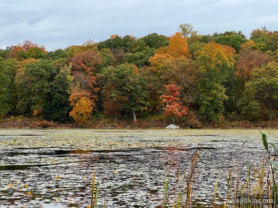 Orange and red trees mixed with green leaves along a pond