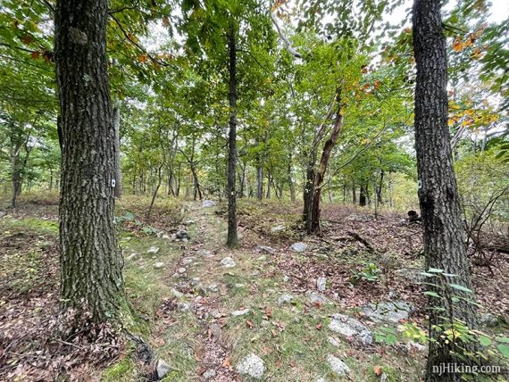 Small trail markers on trees on either side of a trail