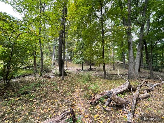 Trail through an open area of forest