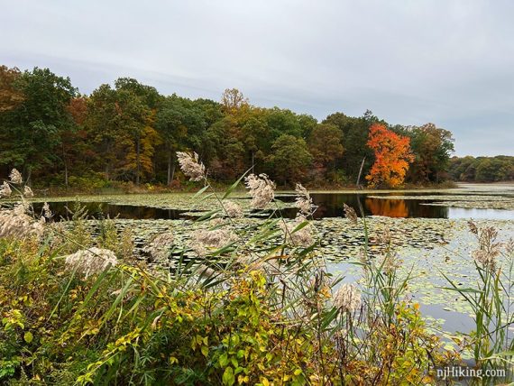 Colorful vegetation in the foreground with trees reflected in a pond