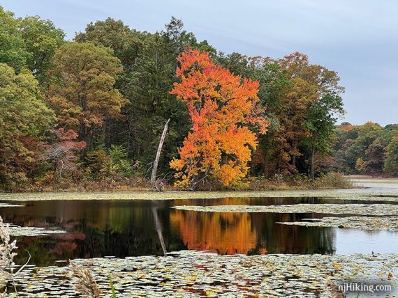 Tree with bright orange fall foliage reflected in a lake