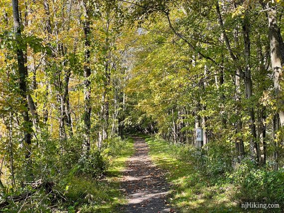 Yellow foliage arching over the Paulinskill Valley Rail Trail