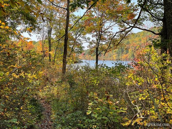 Catfish Pond just seen beyond thick foliage lining a trail
