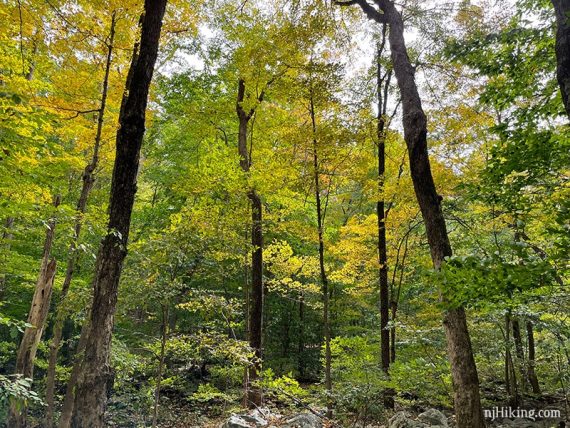 Yellow fall foliage on a group of trees
