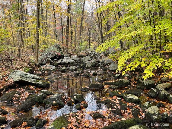 Rocky stream surrounded by yellow green leaves