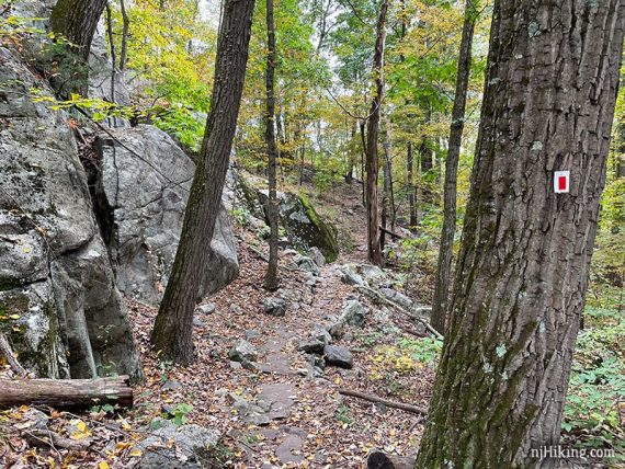 Red marker on a tree next to a trail with a flat rock surface