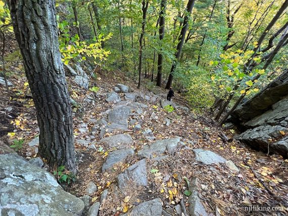Hiker at the bottom of rock stairs on a trail.