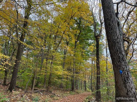 Yellow green leaves on a trail