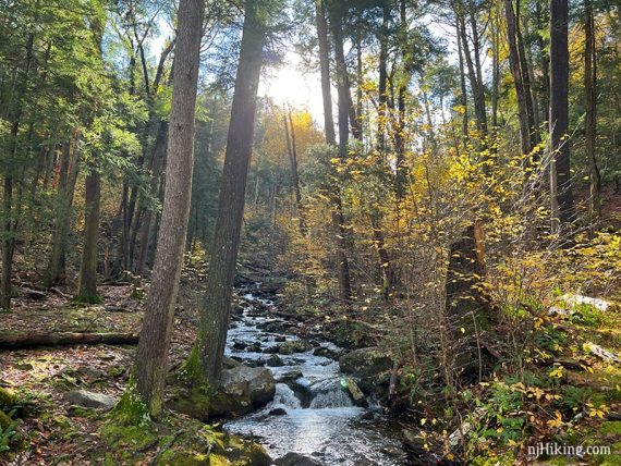 Sunlit yellow foliage next water cascading over rocks